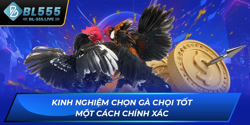 Kinh nghiệm chọn gà chọi tốt một cách chính xác
